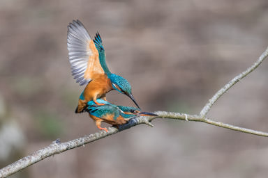 Eisvogel - Martin-pêcheur d'Europe (La Sauge)