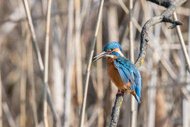 Eisvogel - Martin-pêcheur d'Europe (La Sauge)