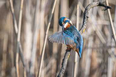 Eisvogel - Martin-pêcheur d'Europe (La Sauge)