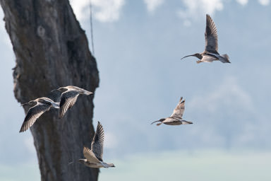 Grosser Brachvogel - Courlis cendré (La Sauge)
