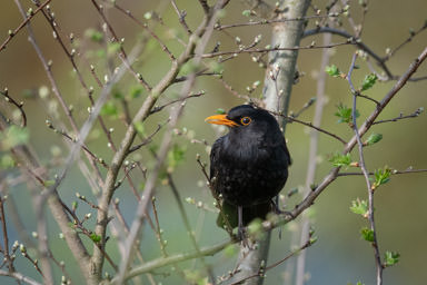 Amsel - Merle noir (Auried)