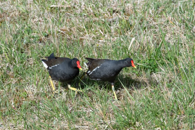 Teichhuhn - Gallinule poule-d'eau (Auried)