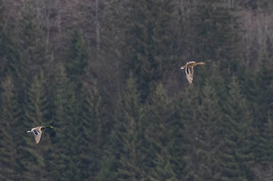 Stockente - Canard colvert (Le Brassus)