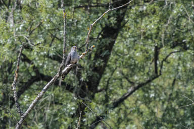 Kuckuck - Coucou gris (Klingnauer Stausee)