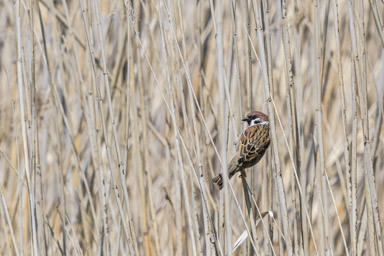 Feldsperling - Moineau friquet (Klingnauer Stausee)