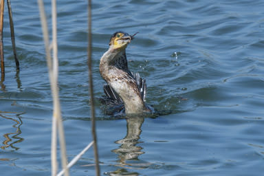 Kormoran - Grand Cormoran (Klingnauer Stausee)
