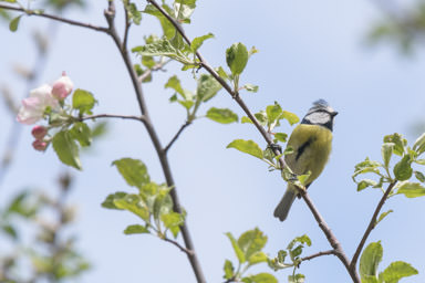 Blaumeise - Mésange bleue (Diemtigtal)