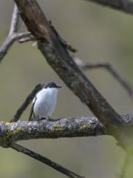 Mehlschwalbe - Hirondelle de fenêtre (Diemtigtal)