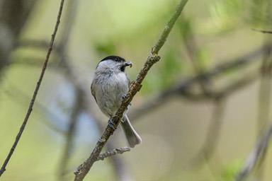 Sumpfmeise od. Weidenmeise- Mésange nonnette ou boréale (Diemtigtal)