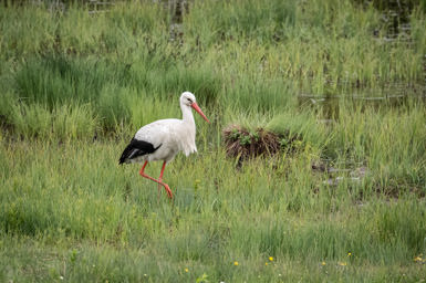 Weissstorch - Cigogne blanche (Auried)