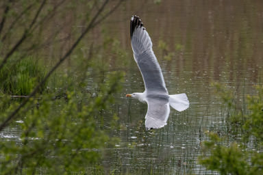 Mittelmeermöwe - Goéland leucophée (Auried)