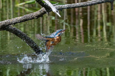 Eisvogel - Martin-pêcheur d'Europe (La Sauge)