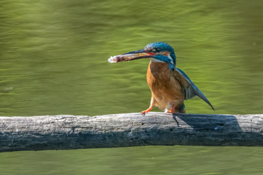 Eisvogel - Martin pêcheur (La Sauge)