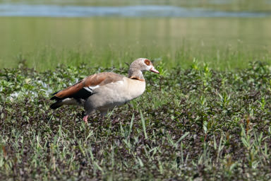 Nilgans -  Ouette d'Égypte (La Sauge)