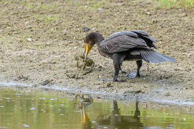 1766-542-Kormoran-700mm