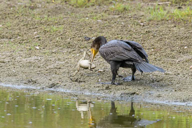 1766-546-Kormoran-700mm
