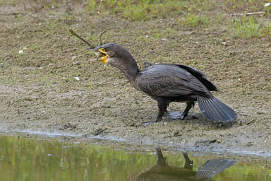1766-554-Kormoran-700mm