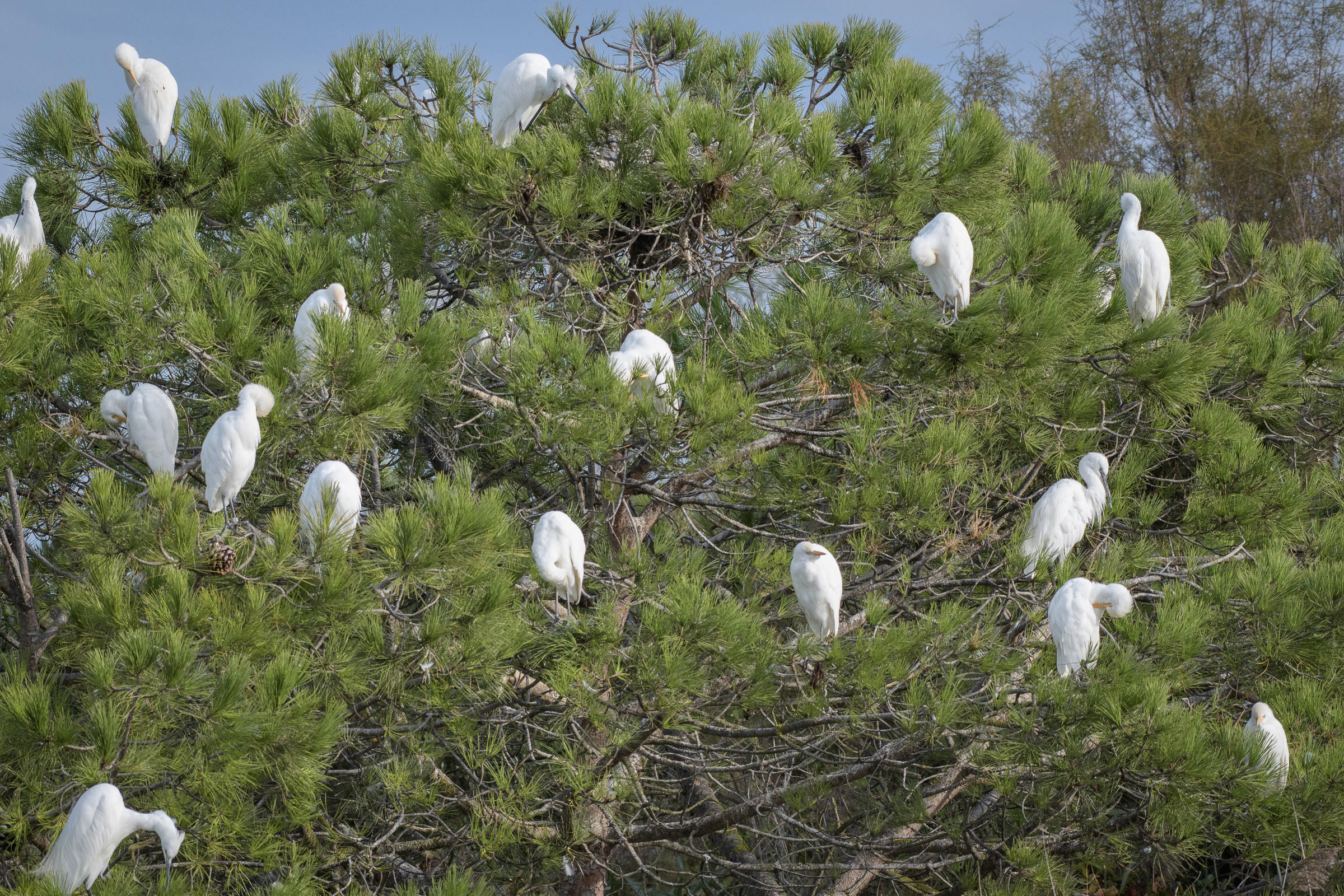 Kuhreiher - Héron garde-boeufs - Airone guardabuoi - Bubulcus ibis