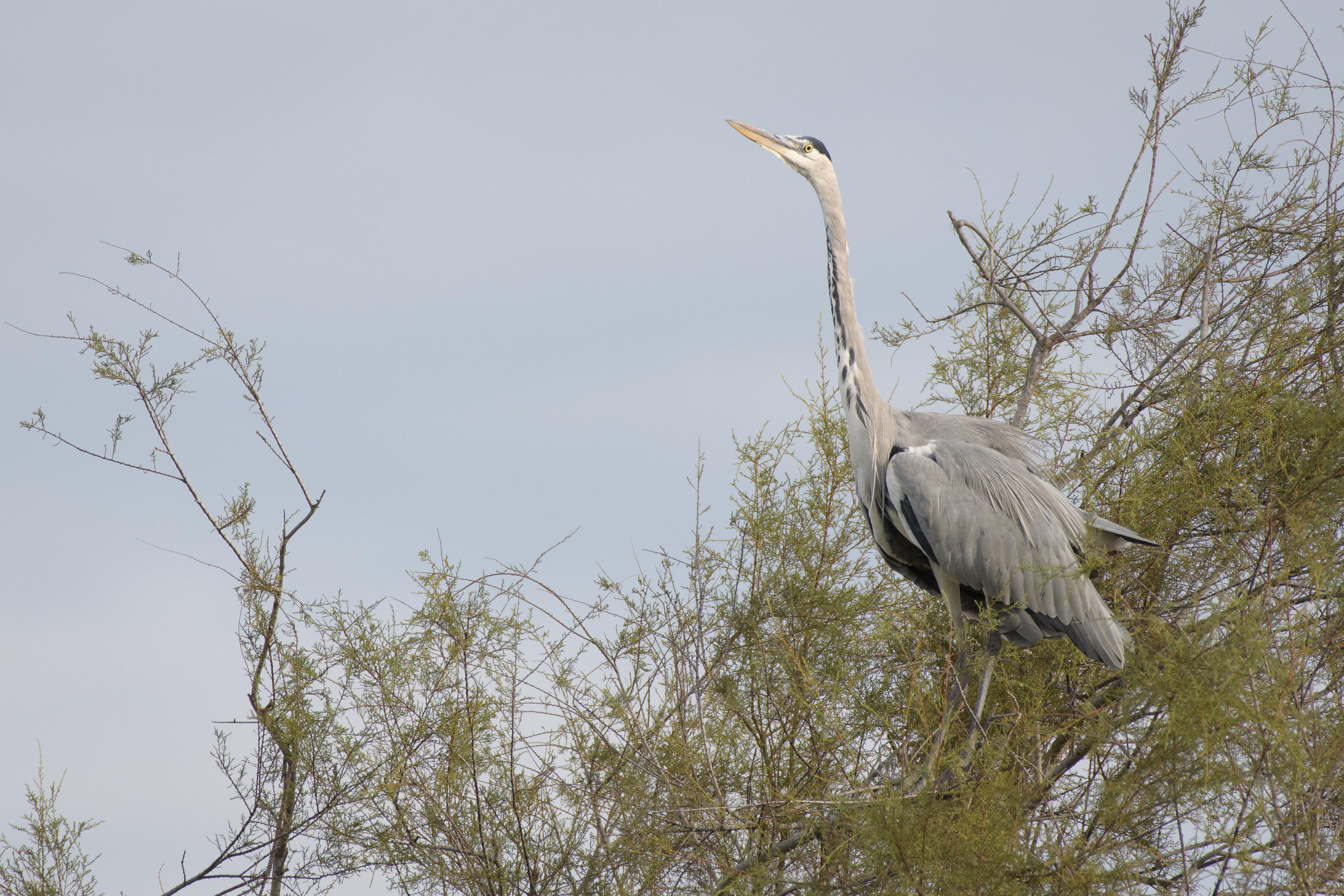 Graureiher - Héron cendré - Airone cenerino - Ardea cinerea