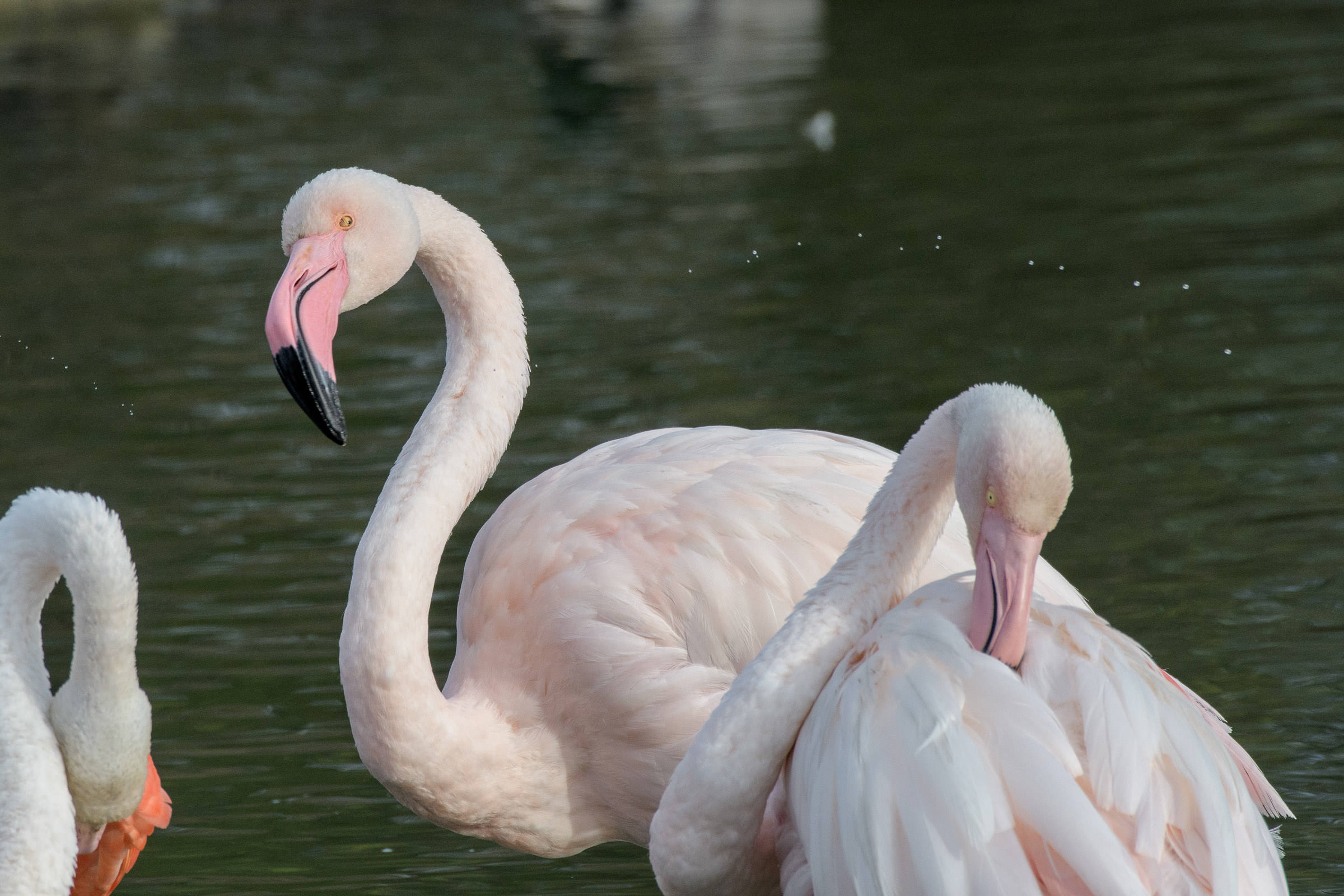 Flamingo - Flamant  - Fenicottero - Phoenicopterus