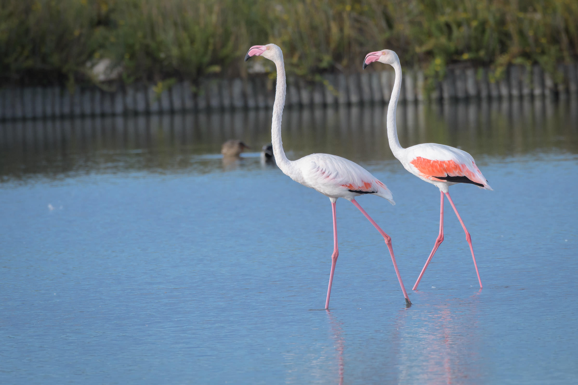 Flamingo - Flamant  - Fenicottero - Phoenicopterus