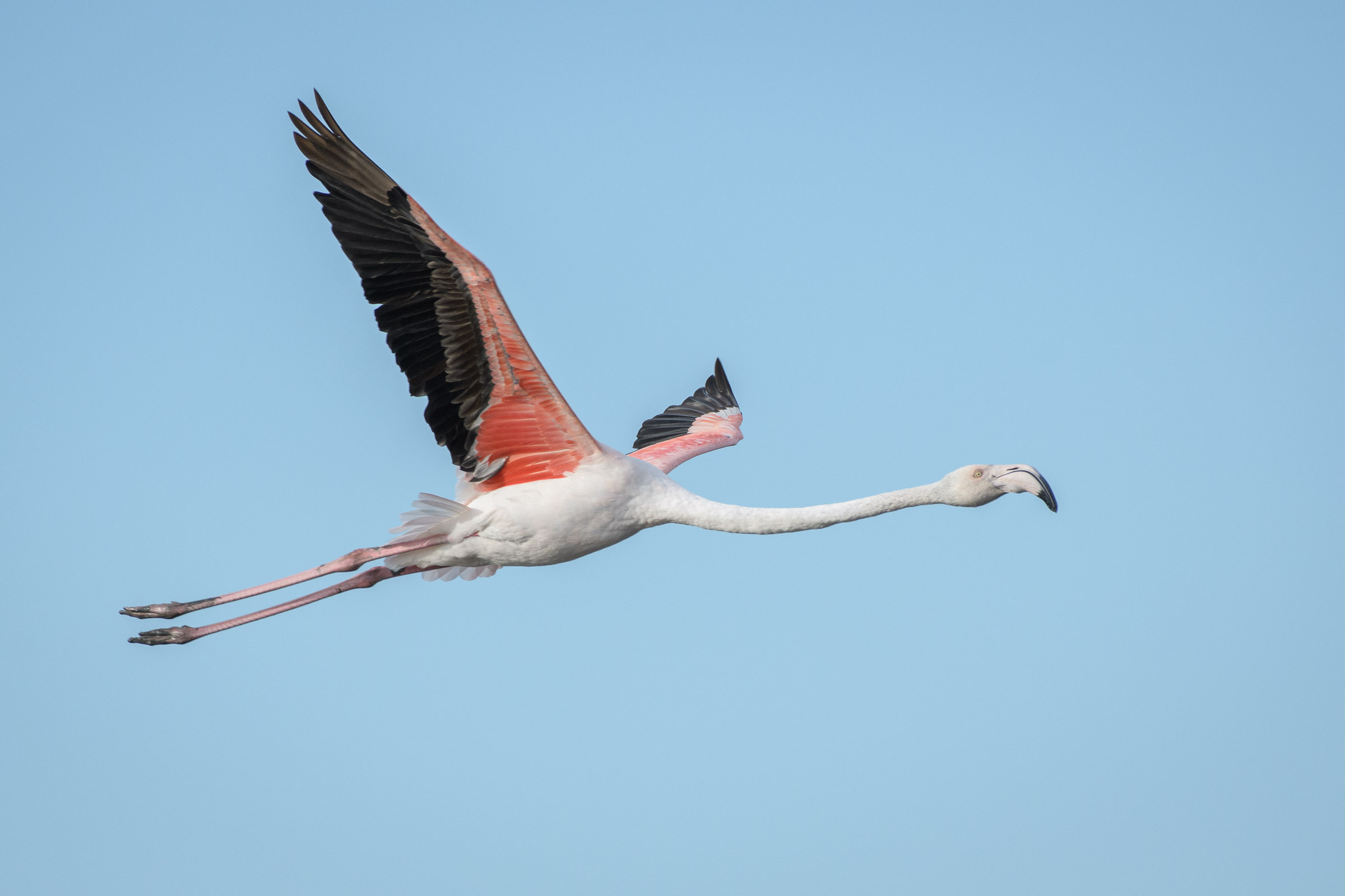 Flamingo - Flamant  - Fenicottero - Phoenicopterus