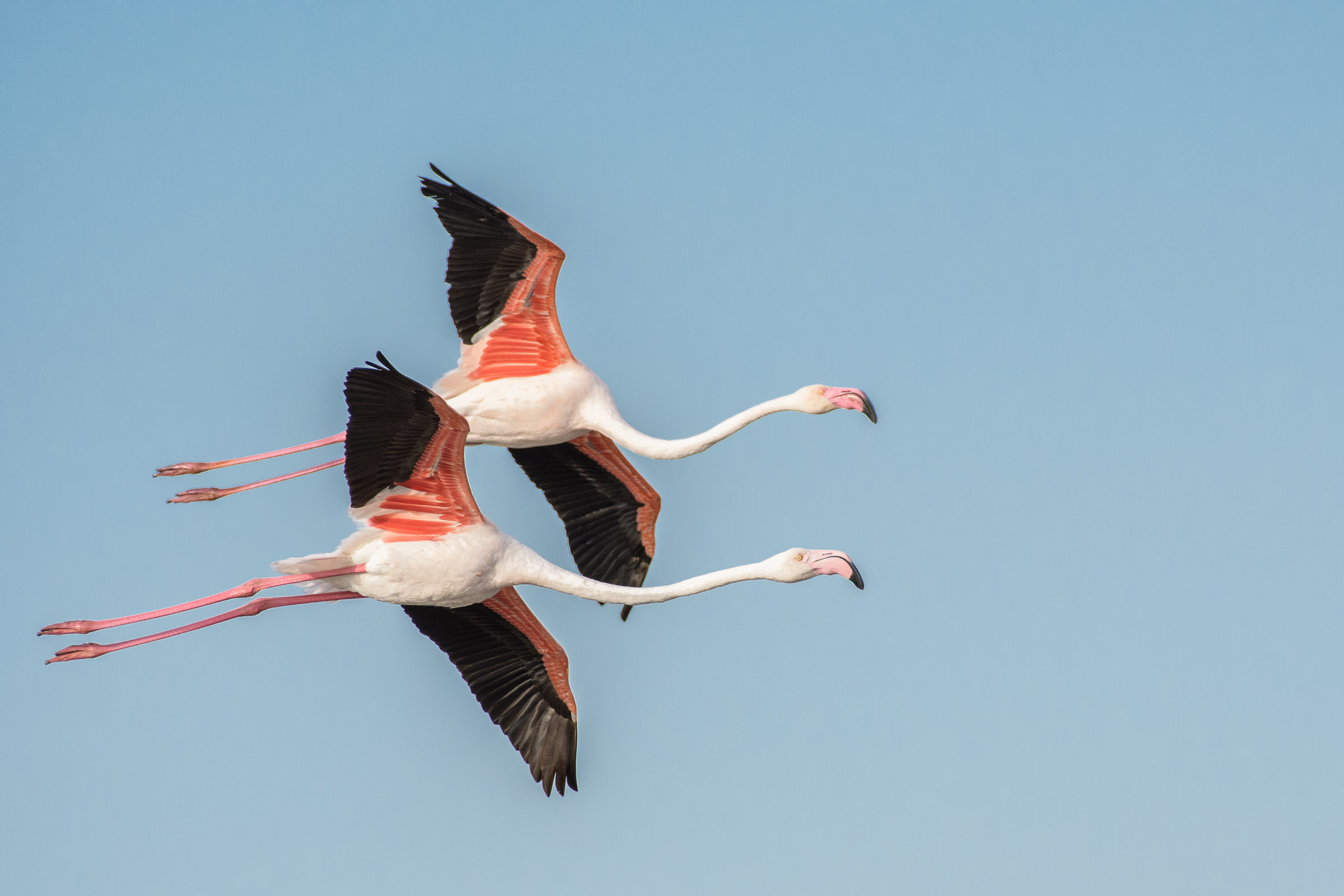 Flamingo - Flamant  - Fenicottero - Phoenicopterus