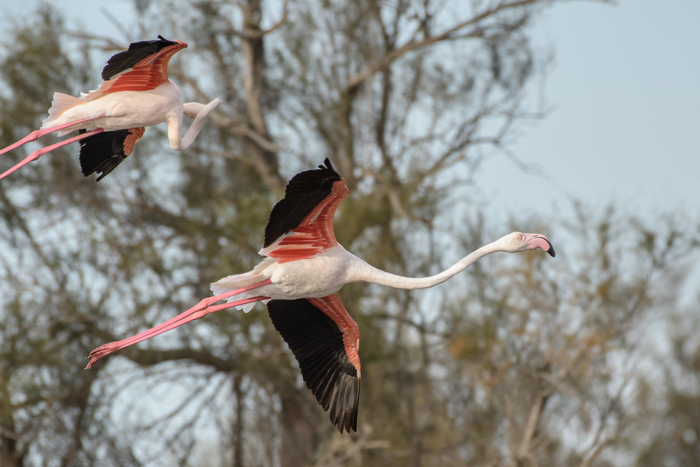 Flamingo - Flamant  - Fenicottero - Phoenicopterus