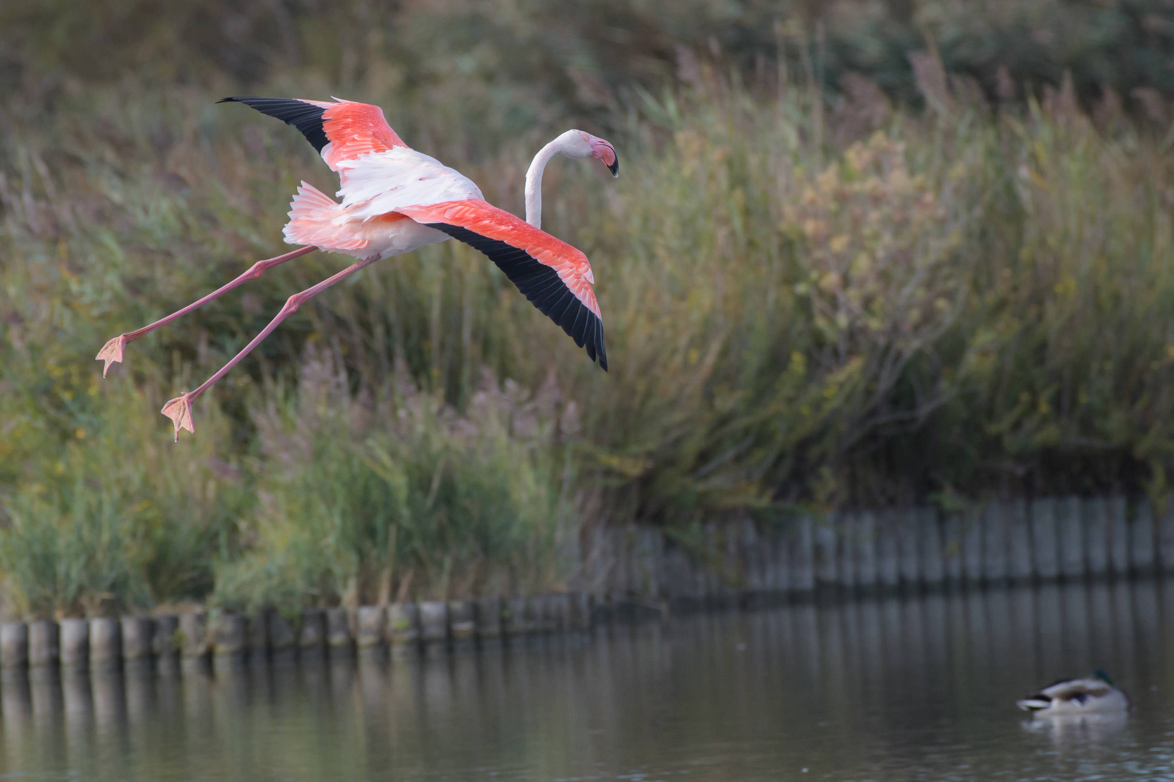 Flamingo - Flamant  - Fenicottero - Phoenicopterus