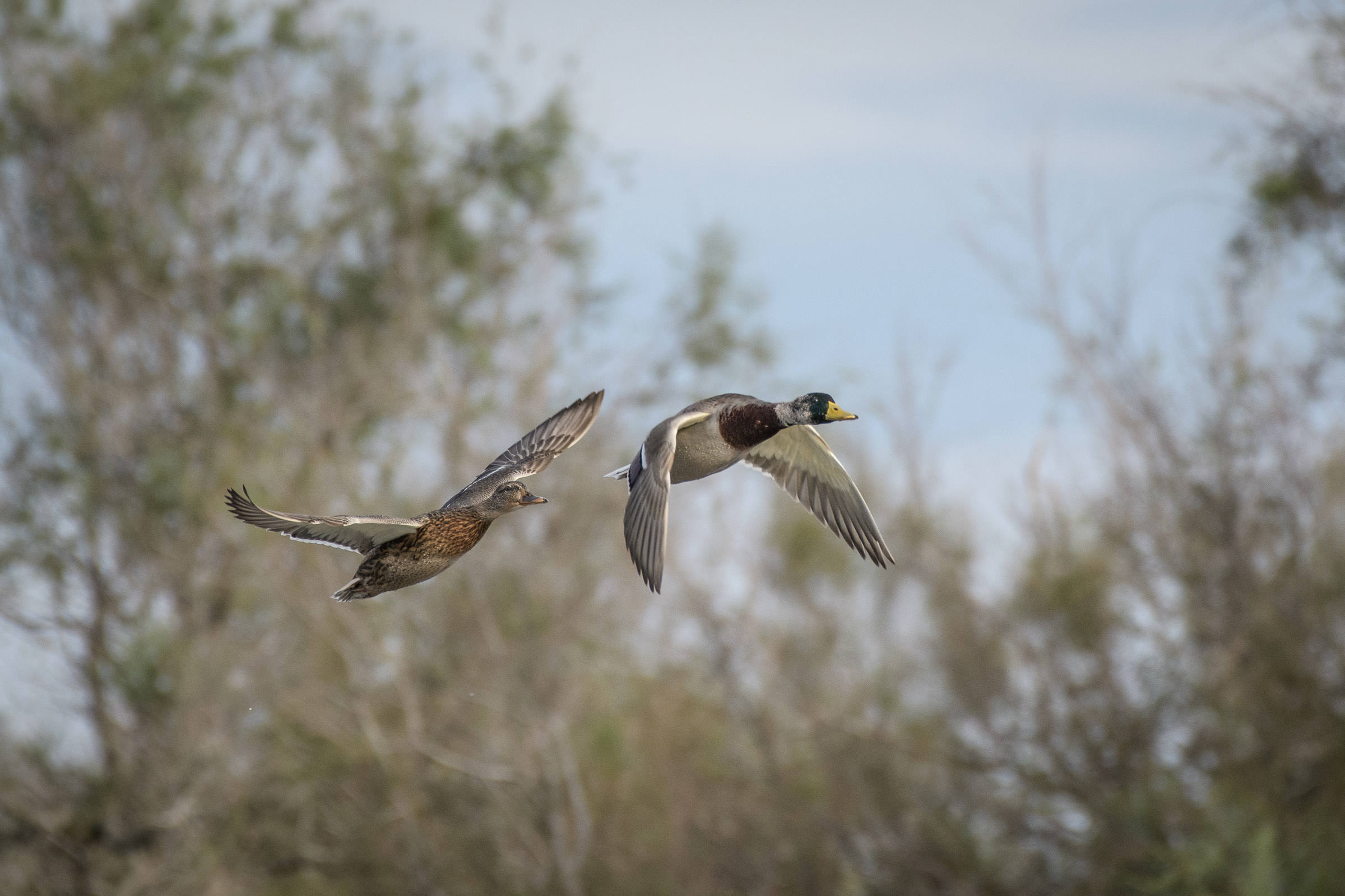 Stockente - Canard colvert - Germano reale - Anas platyrhynchos