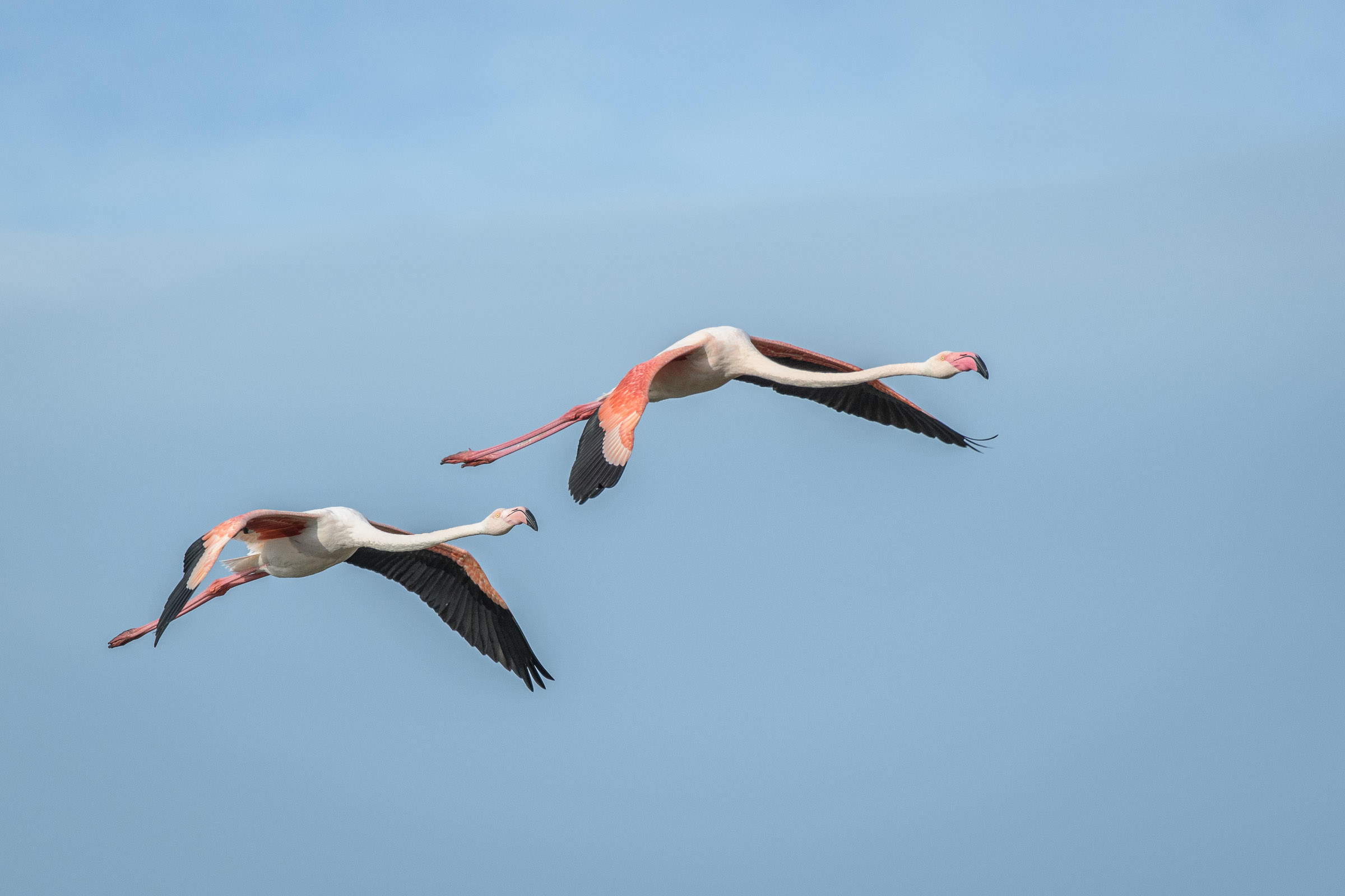 Flamingo - Flamant  - Fenicottero - Phoenicopterus