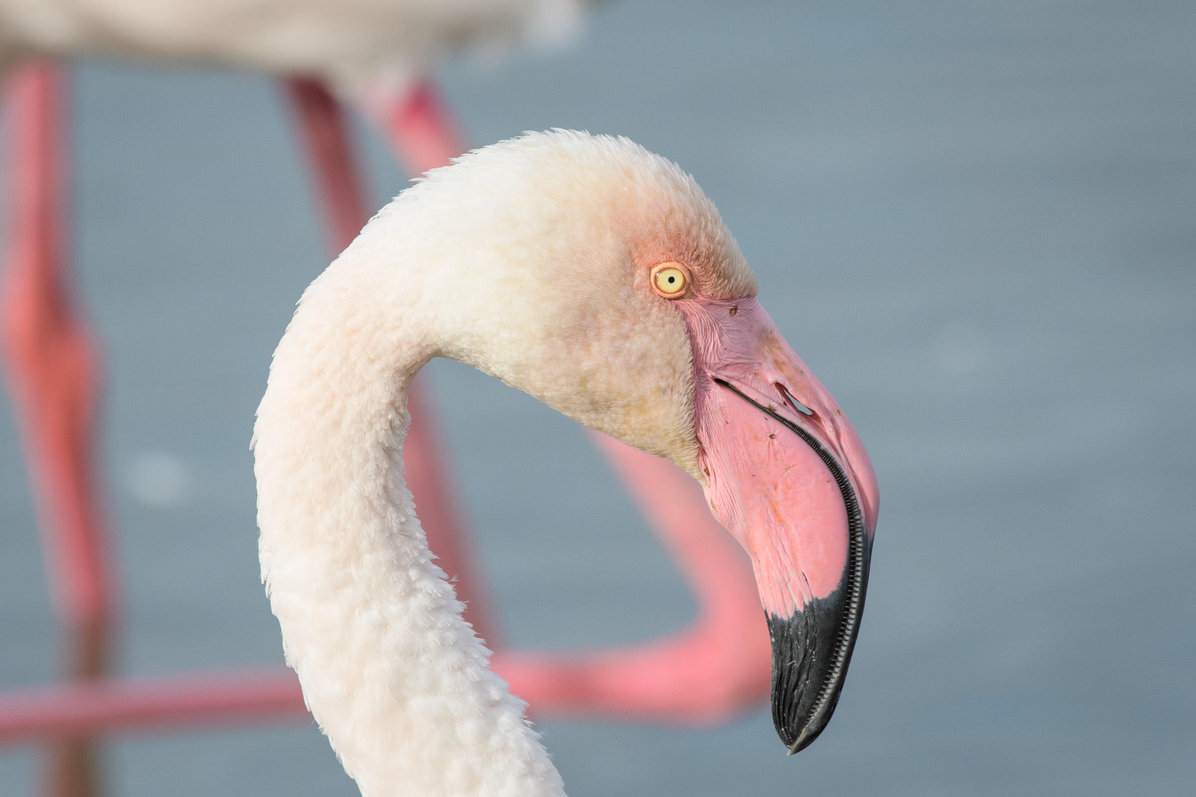 Flamingo - Flamant  - Fenicottero - Phoenicopterus