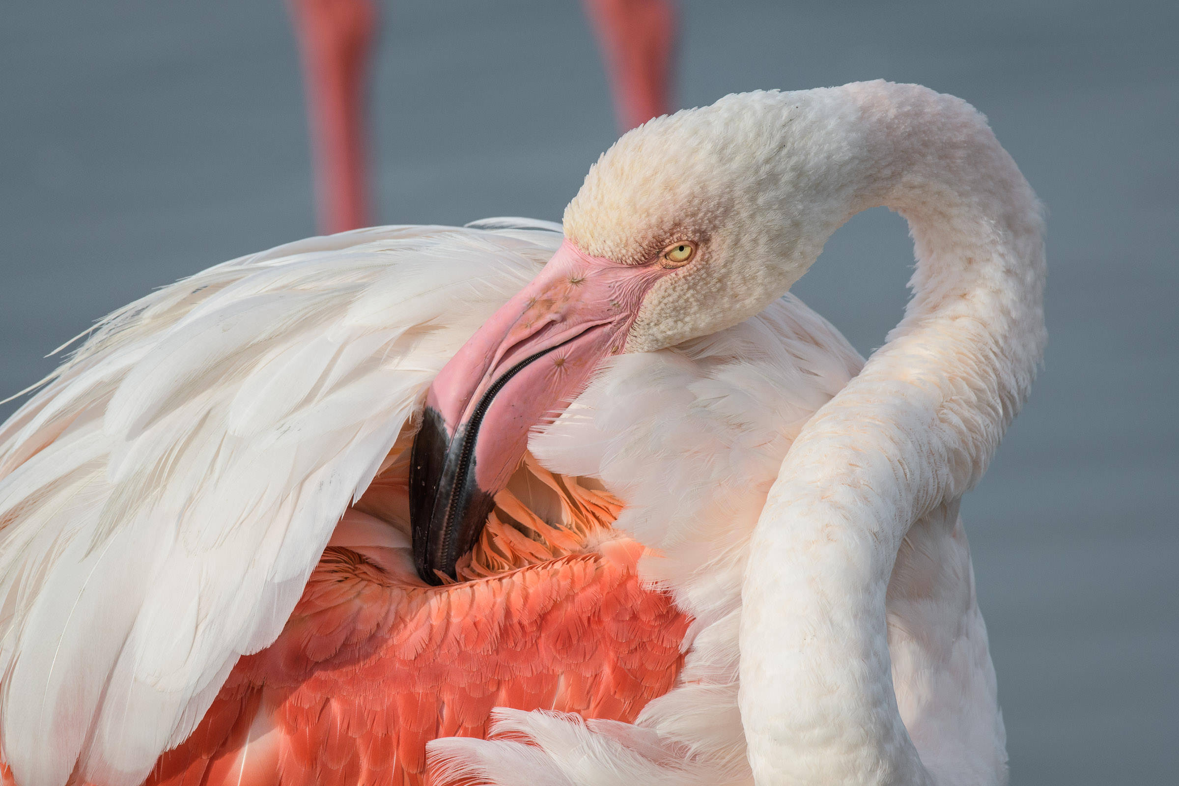 Flamingo - Flamant  - Fenicottero - Phoenicopterus