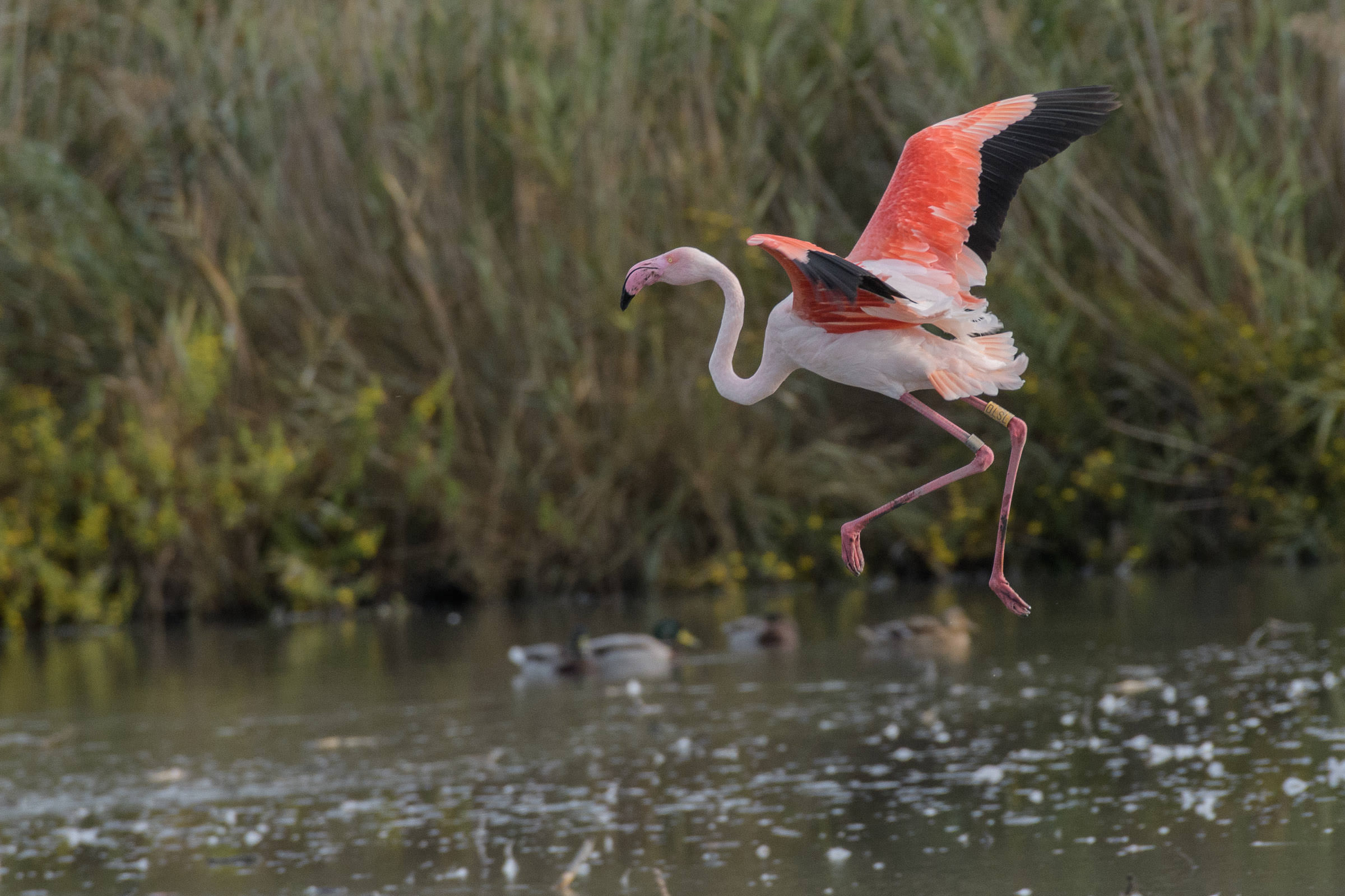 Flamingo - Flamant  - Fenicottero - Phoenicopterus