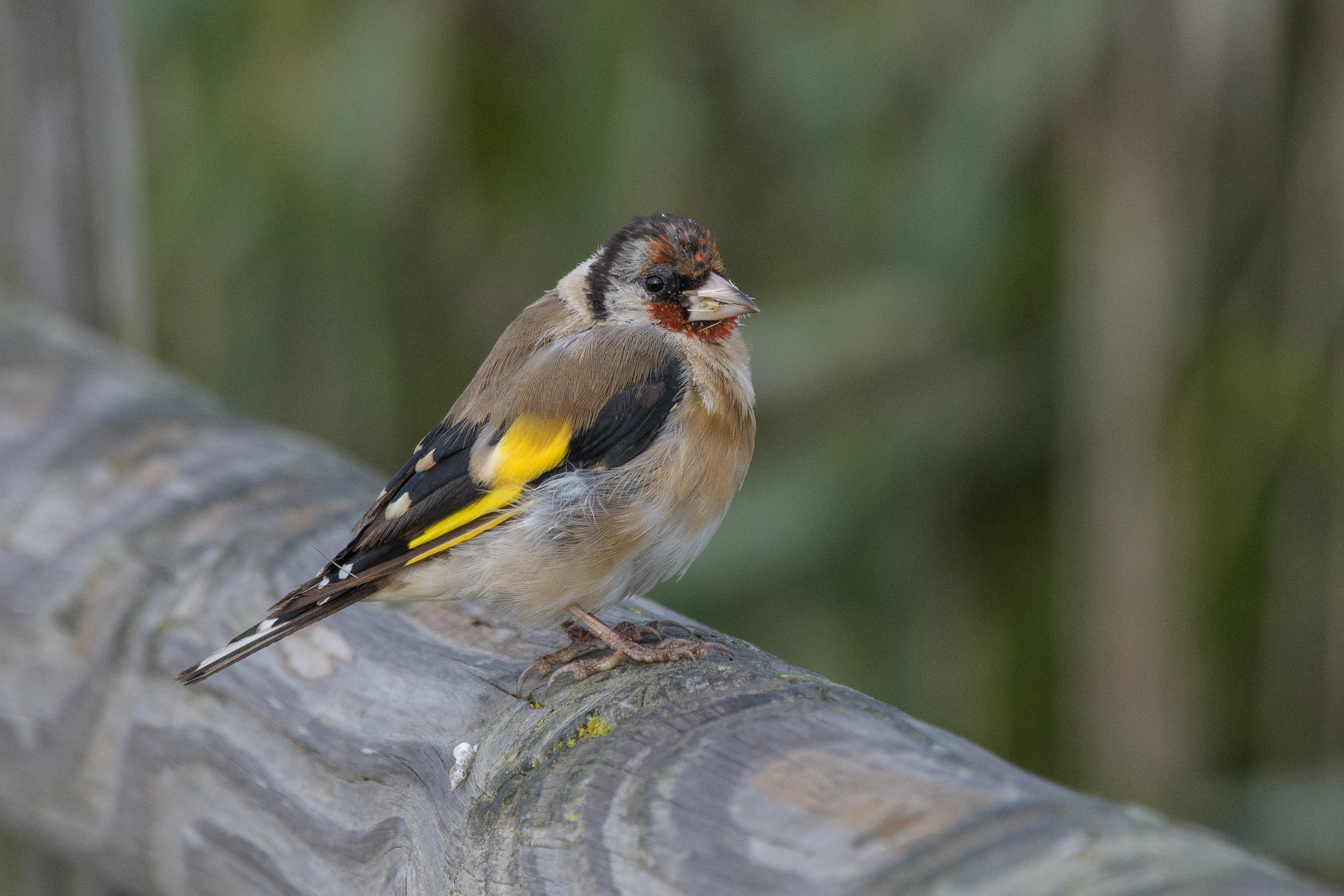 Distelfink - Chardonneret élégant - Cardellino - Carduelis carduelis