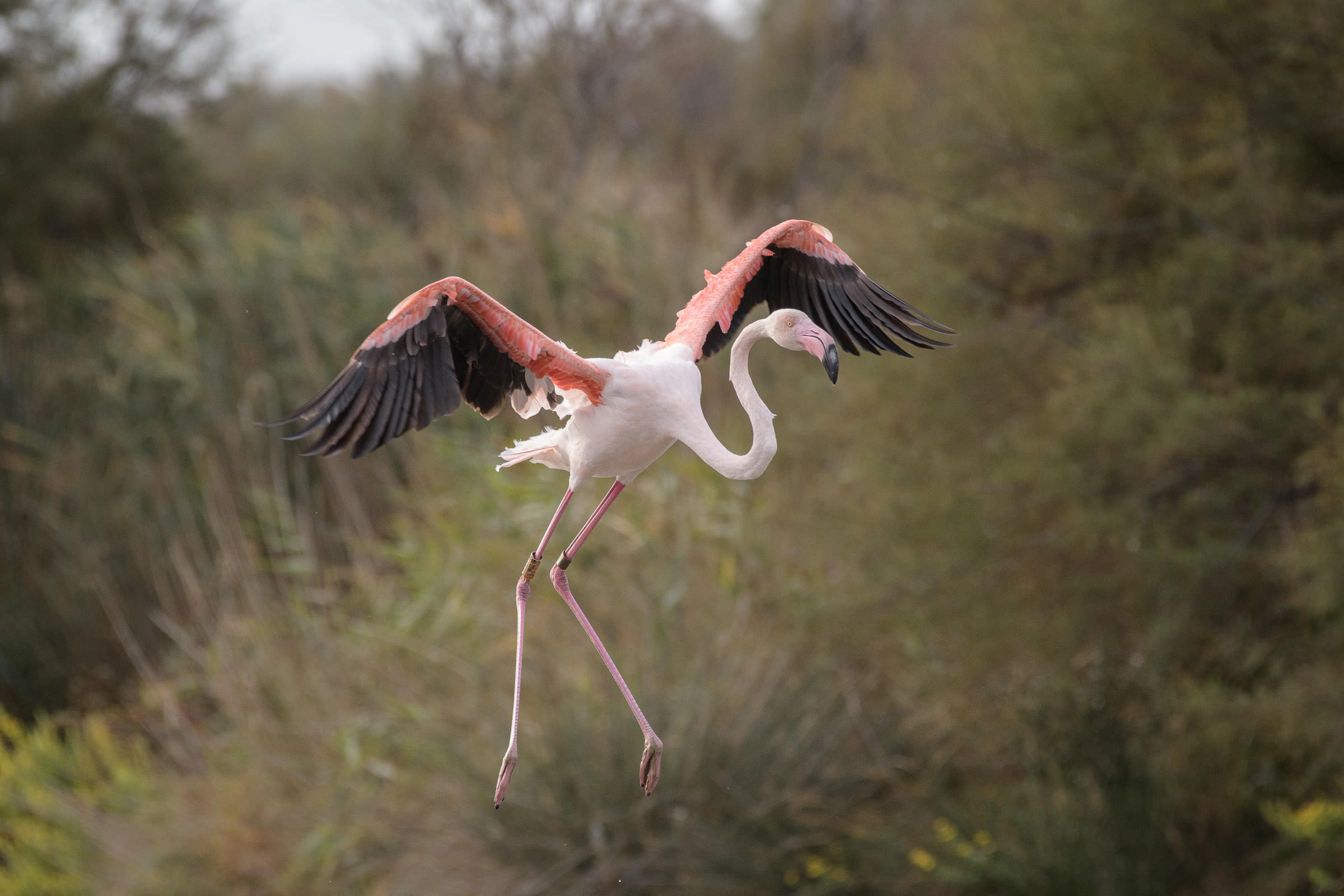 Flamingo - Flamant  - Fenicottero - Phoenicopterus