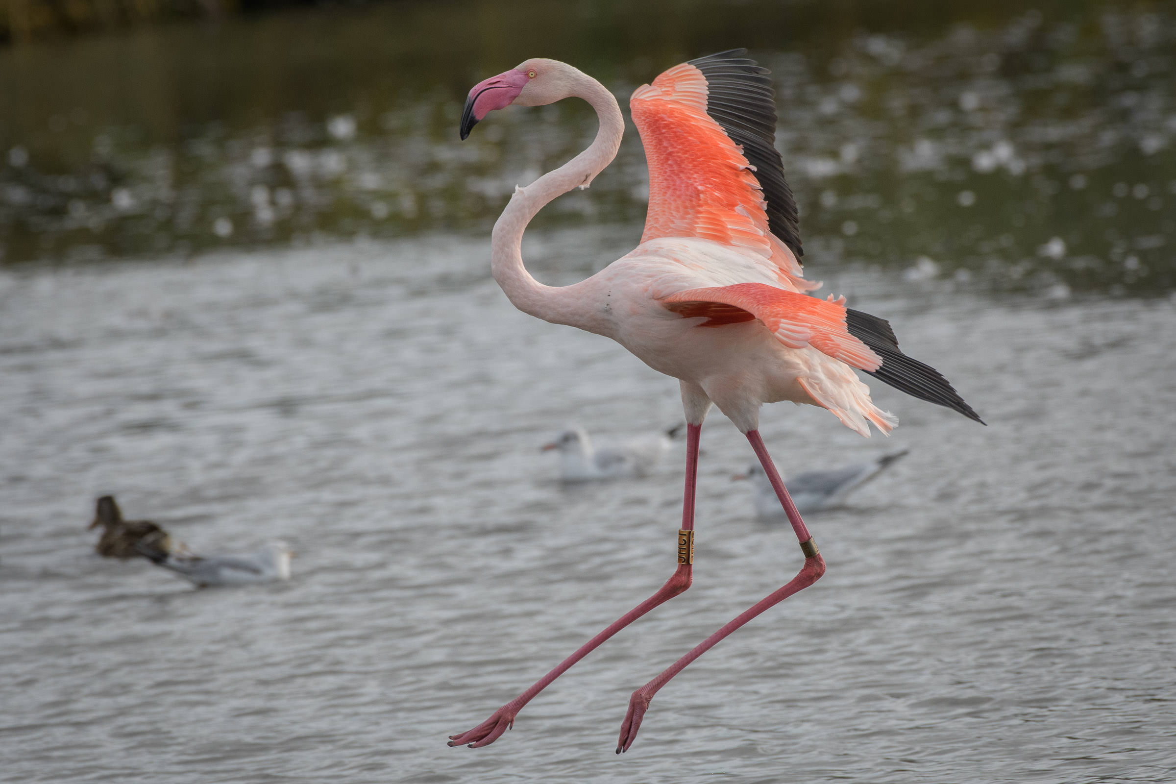 Flamingo - Flamant  - Fenicottero - Phoenicopterus