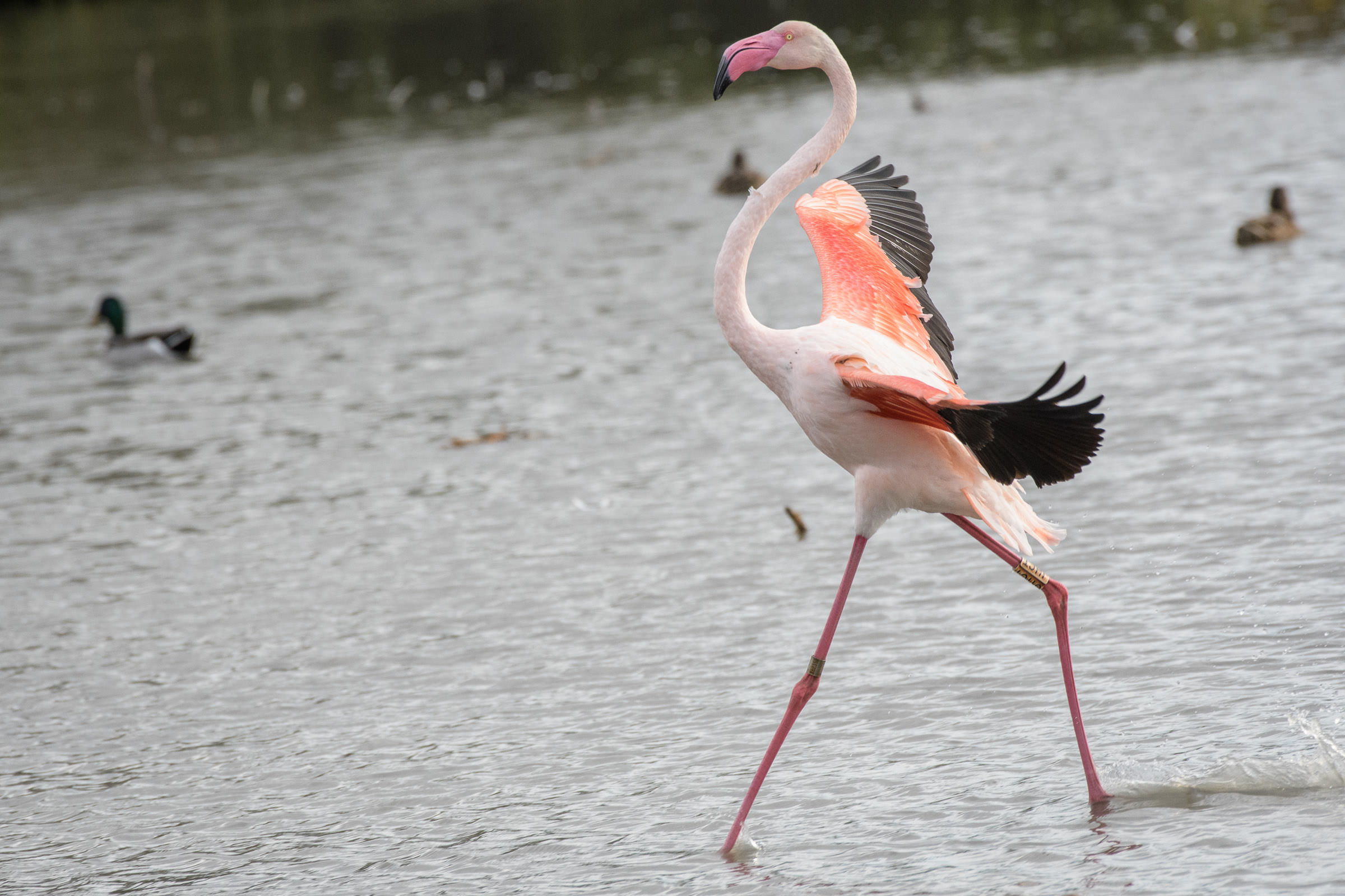 Flamingo - Flamant  - Fenicottero - Phoenicopterus