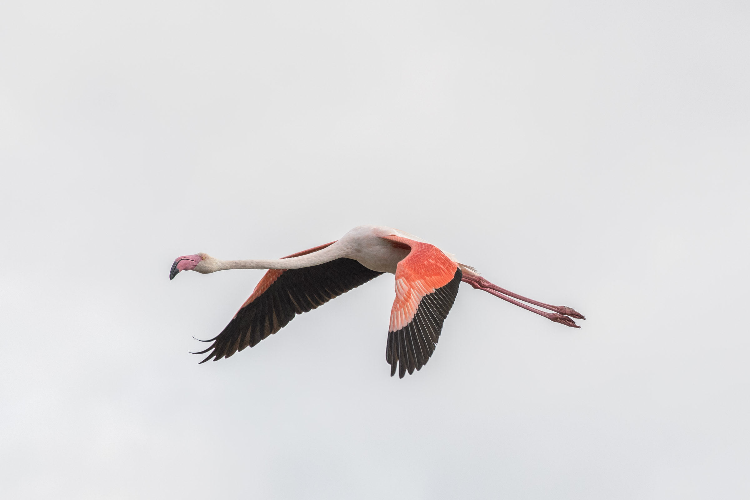 Flamingo - Flamant  - Fenicottero - Phoenicopterus