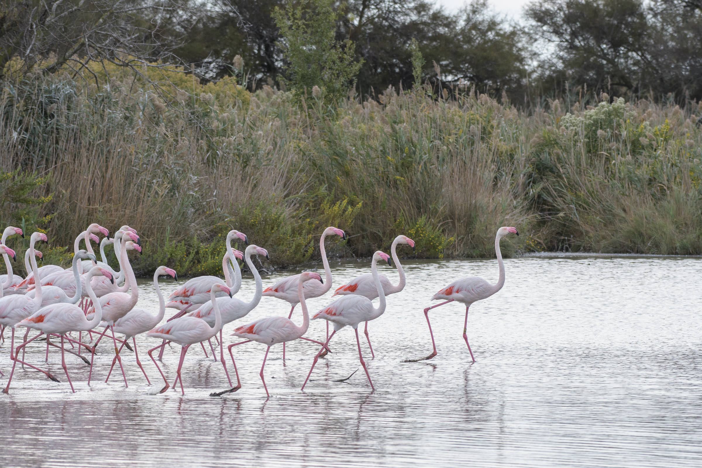 Flamingo - Flamant  - Fenicottero - Phoenicopterus