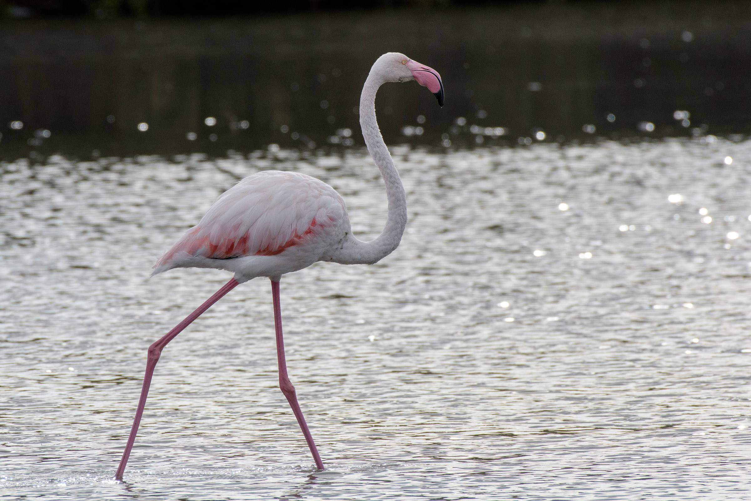 Flamingo - Flamant  - Fenicottero - Phoenicopterus