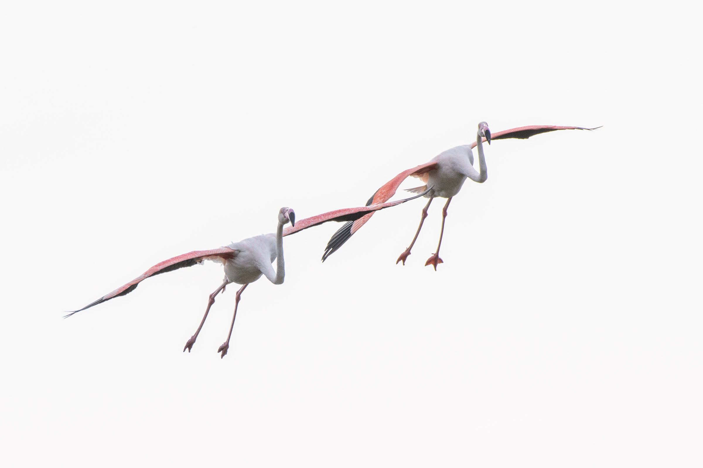 Flamingo - Flamant  - Fenicottero - Phoenicopterus