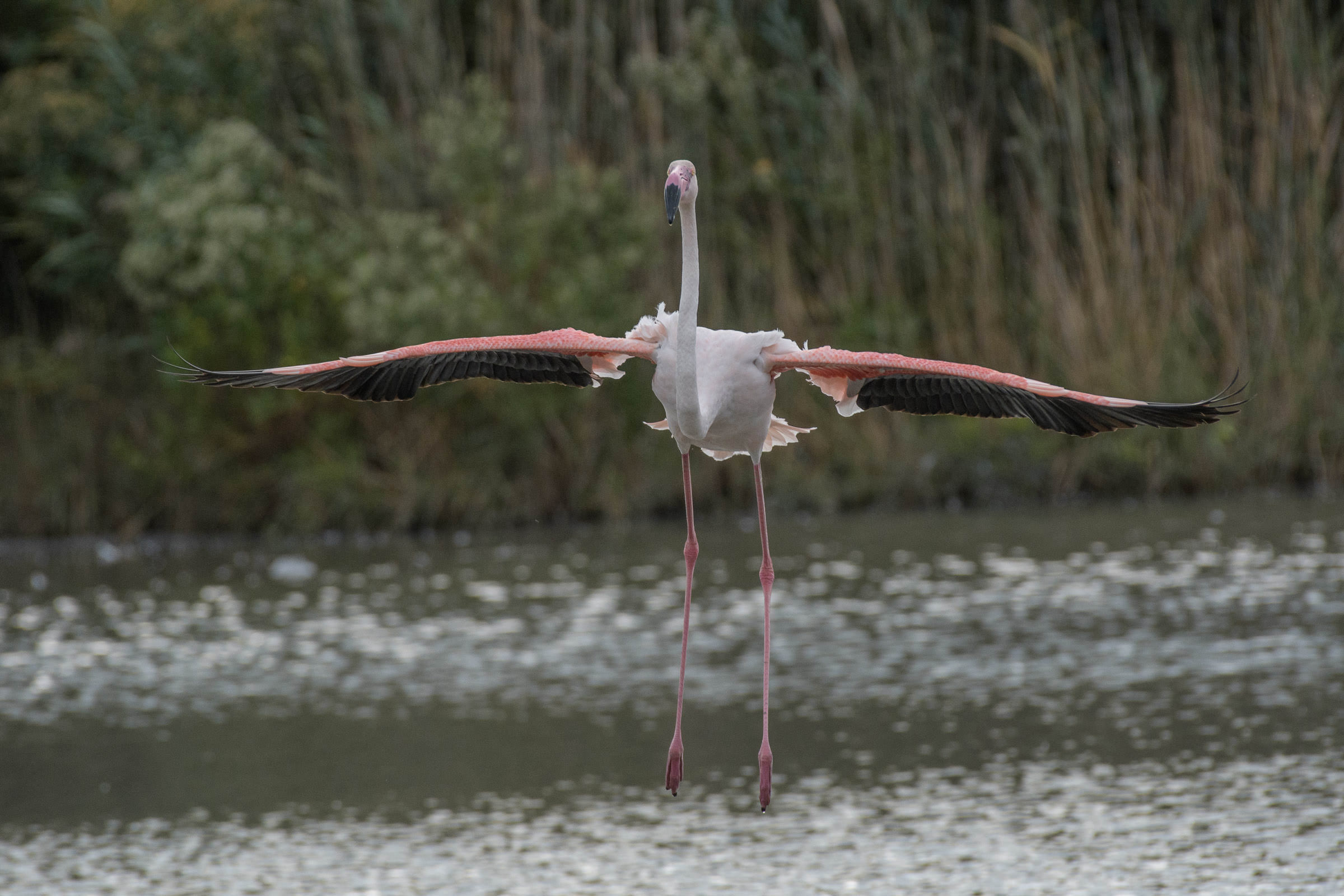 Flamingo - Flamant  - Fenicottero - Phoenicopterus