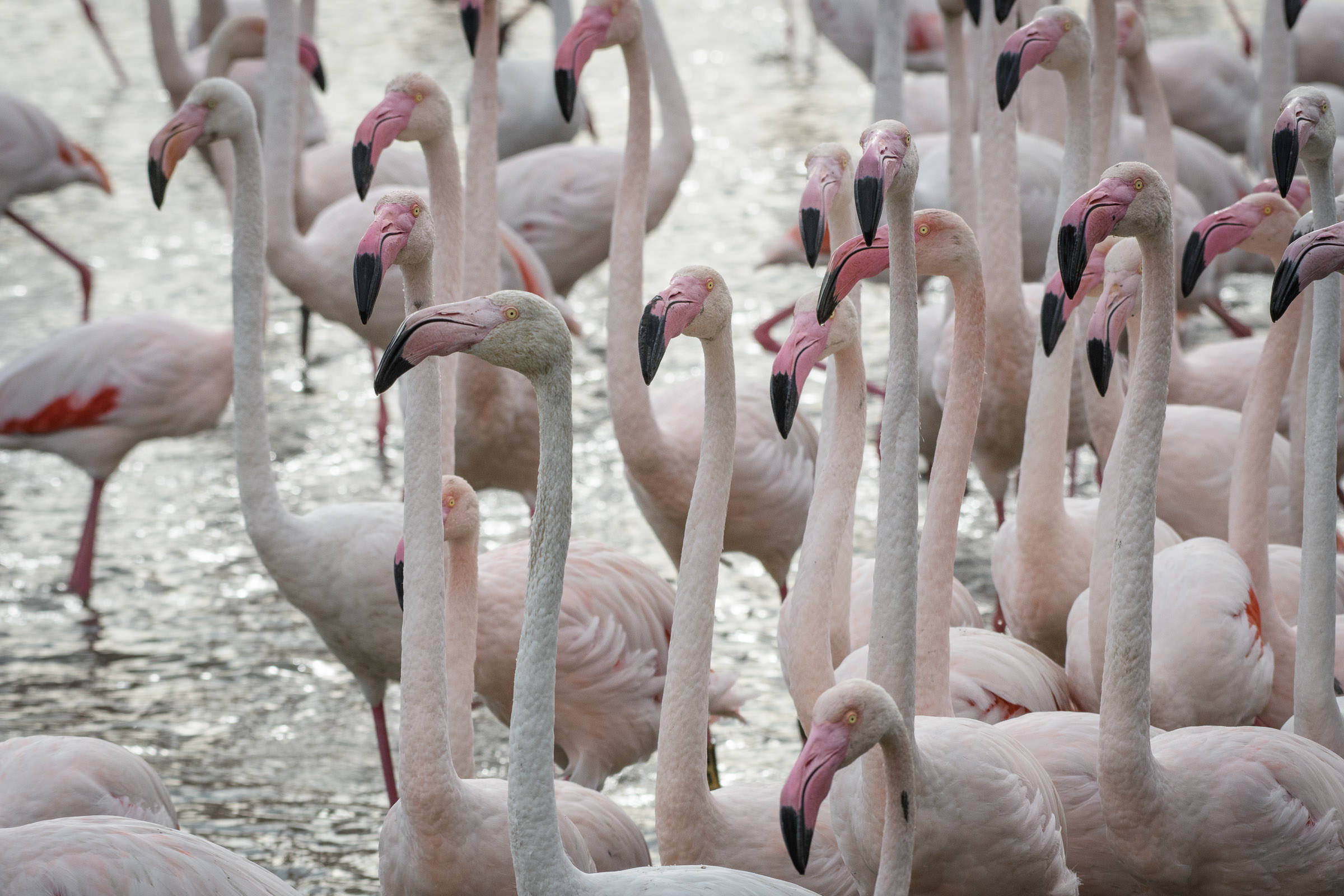 Flamingo - Flamant  - Fenicottero - Phoenicopterus