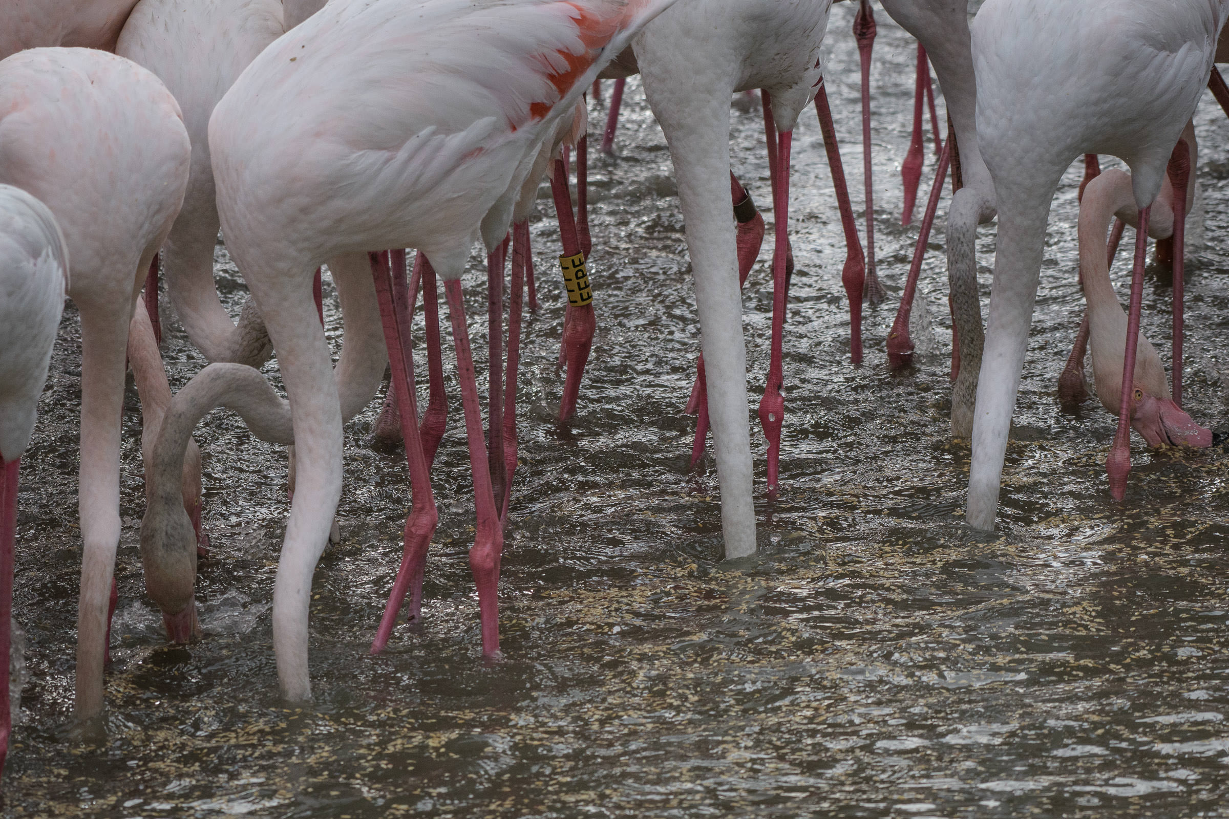 Flamingo - Flamant  - Fenicottero - Phoenicopterus