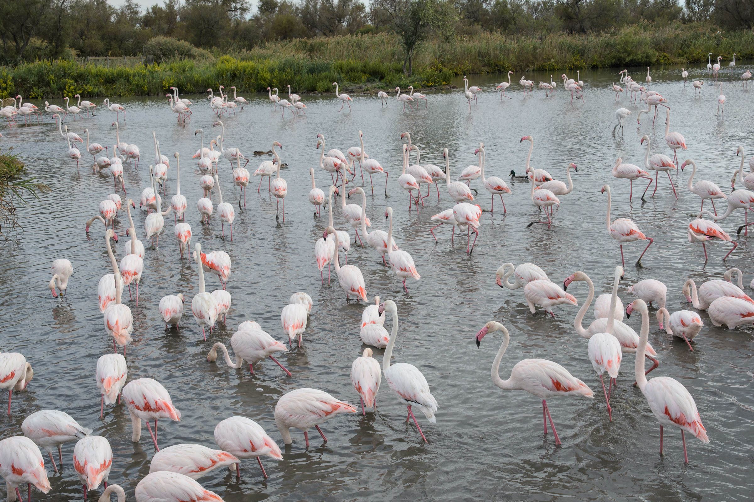 Flamingo - Flamant  - Fenicottero - Phoenicopterus