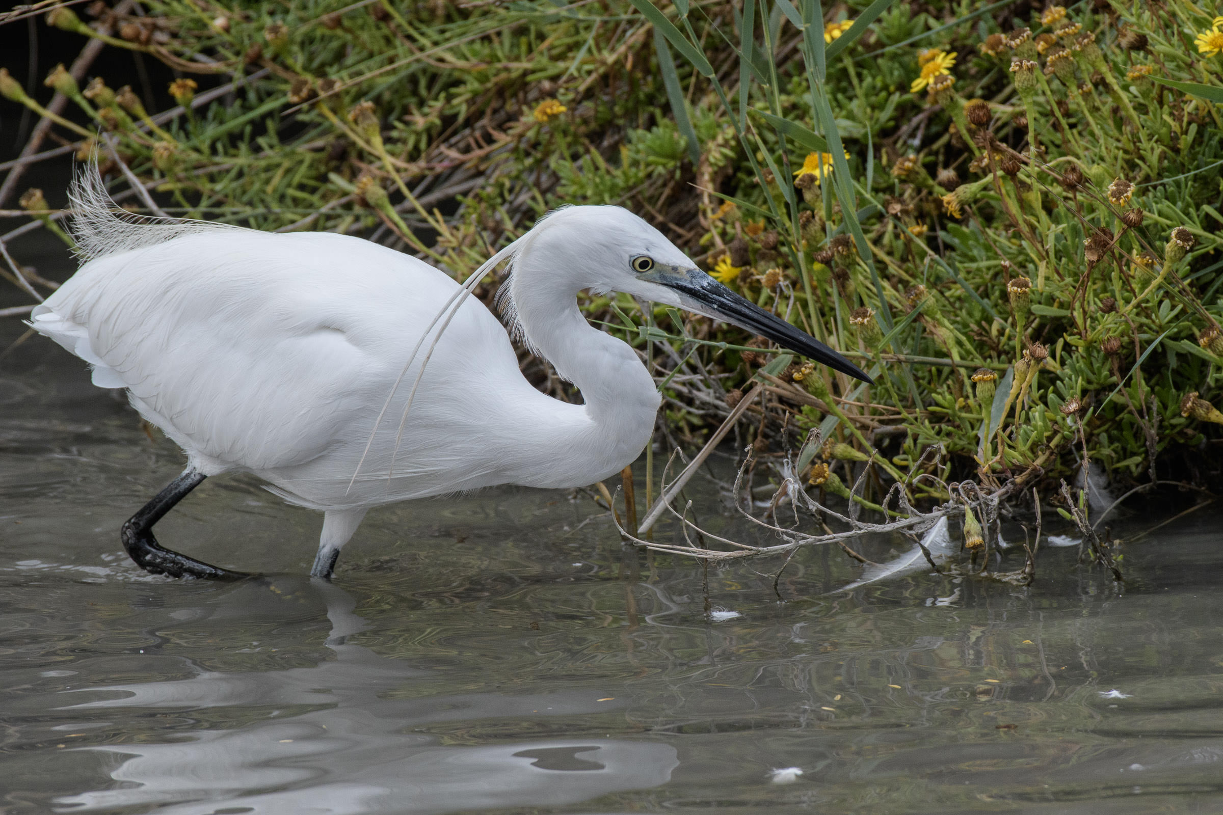 Seidenreiher - Aigrette garzette - Garzetta - Egretta garzetta