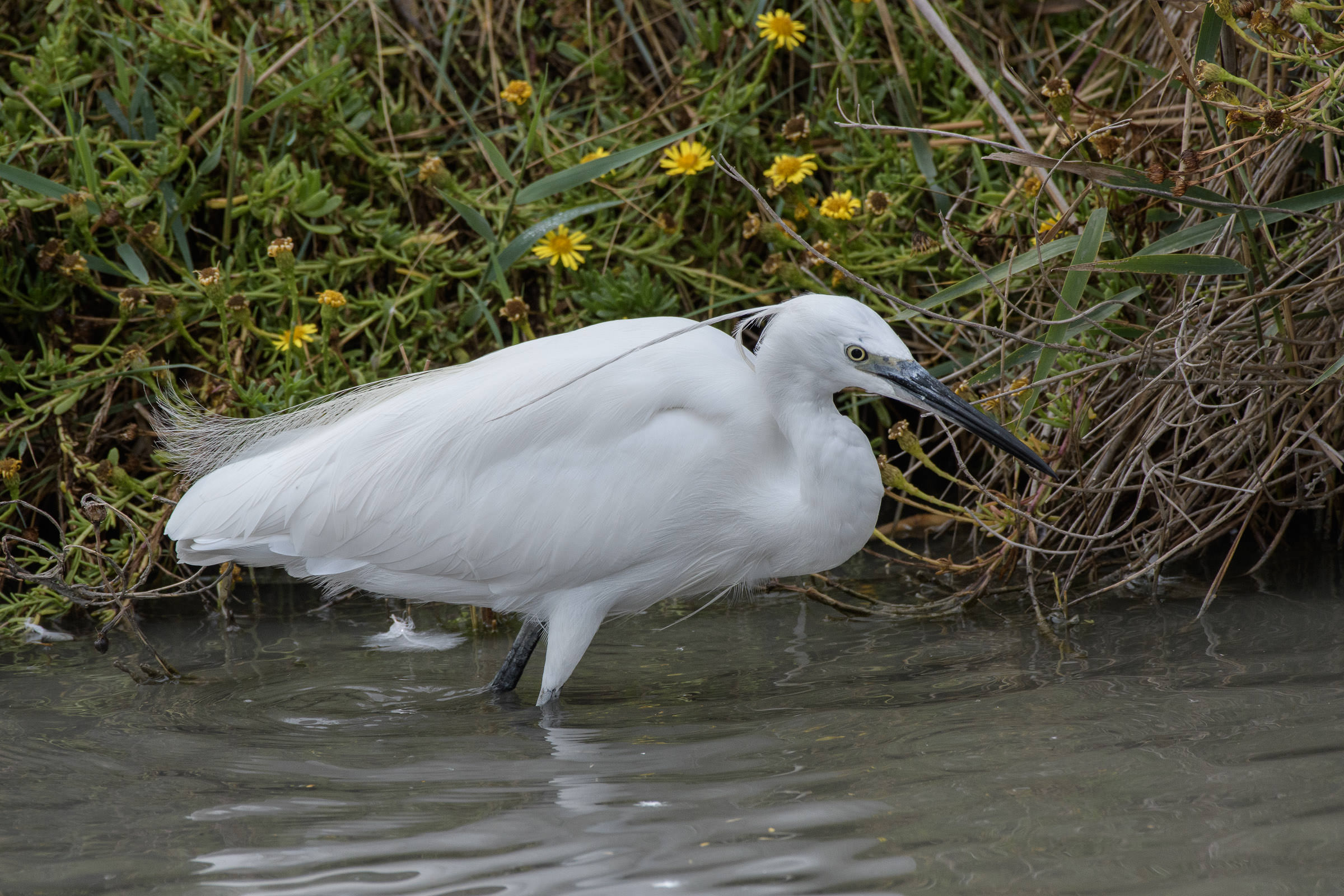 Seidenreiher - Aigrette garzette - Garzetta - Egretta garzetta