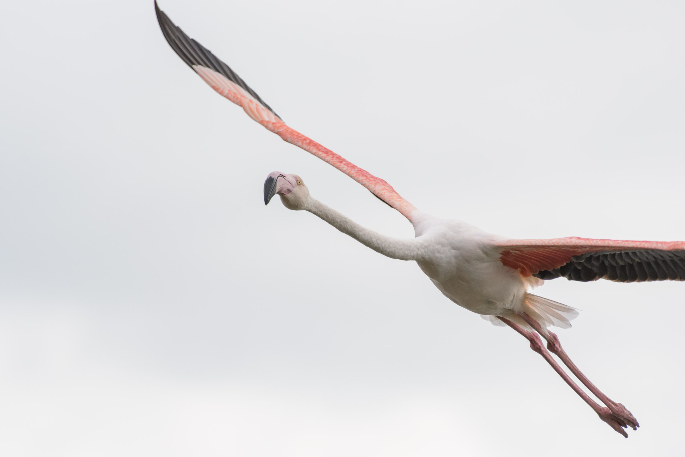 Flamingo - Flamant  - Fenicottero - Phoenicopterus