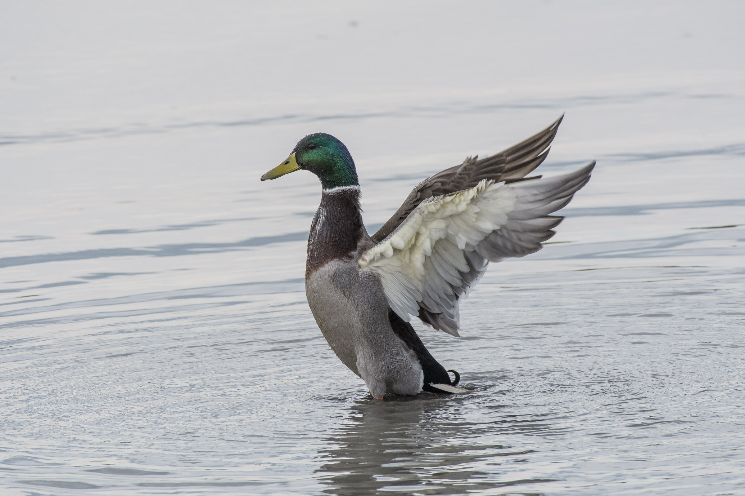 Stockente - Canard colvert - Germano reale - Anas platyrhynchos